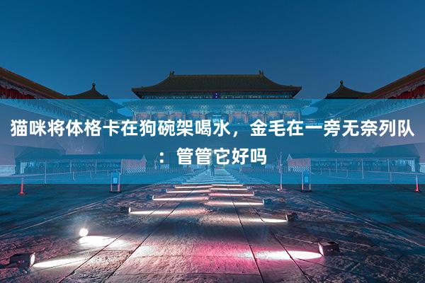 猫咪将体格卡在狗碗架喝水，金毛在一旁无奈列队：管管它好吗