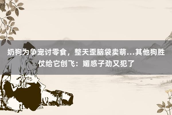 奶狗为争宠讨零食，整天歪脑袋卖萌…其他狗胜仗给它创飞：媚惑子劲又犯了